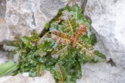 Boswellia nana