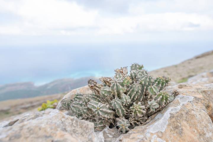 Euphorbia spiralis