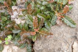 Boswellia nana