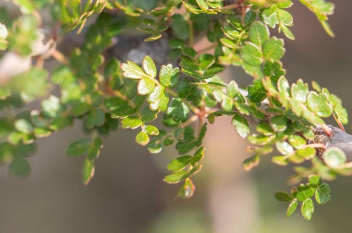 Commiphora socotrana