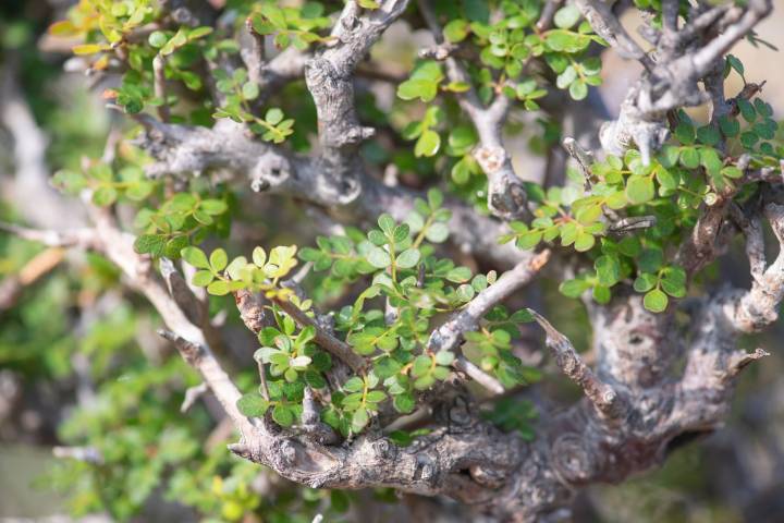 Commiphora parvifolia