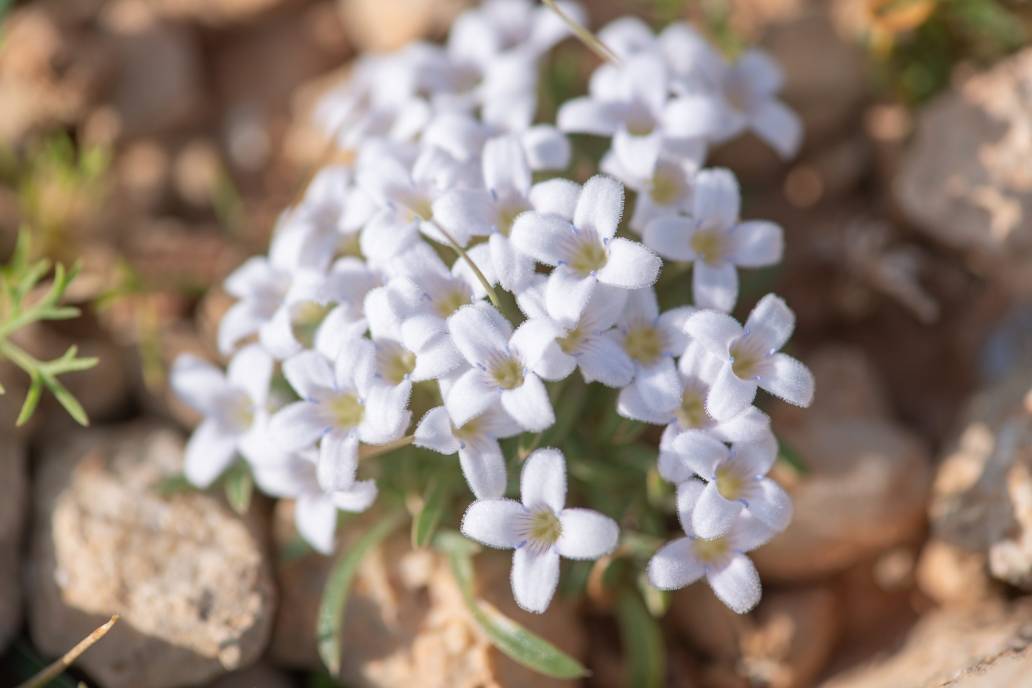 Oldenlandia pulvinata