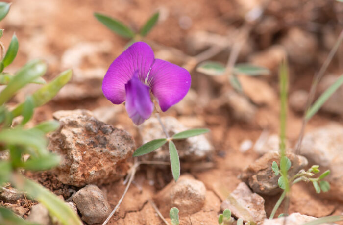 Tephrosia odorata