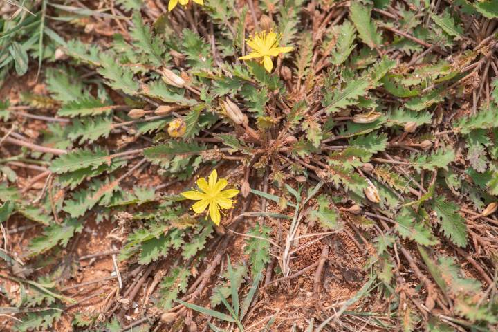 Corchorus erodioides