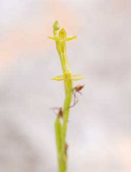 Habenaria socotrana