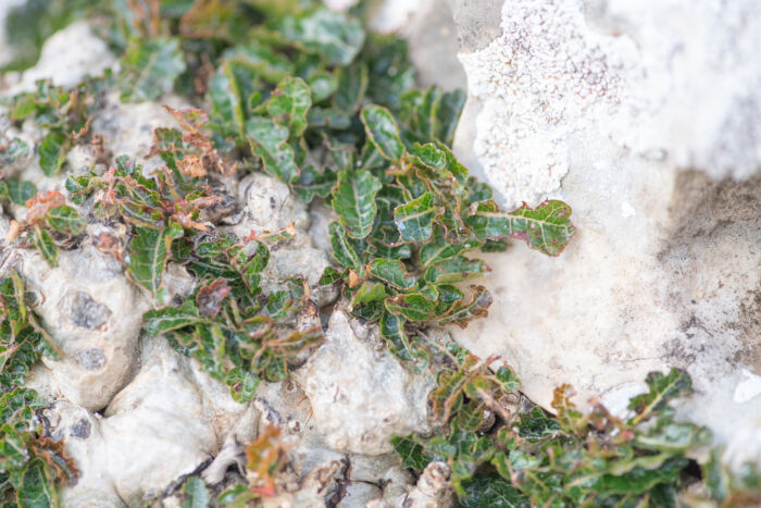 Boswellia nana