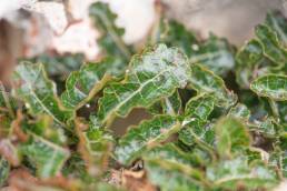 Boswellia nana