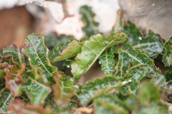 Boswellia nana