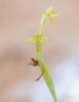 Habenaria socotrana