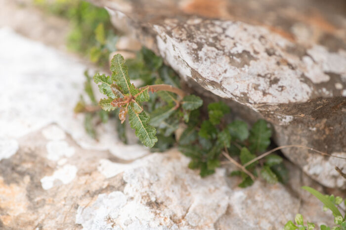 Boswellia nana