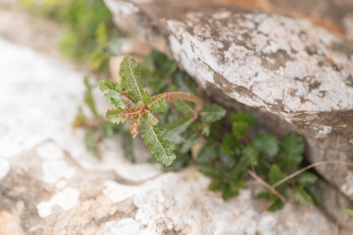 Boswellia nana