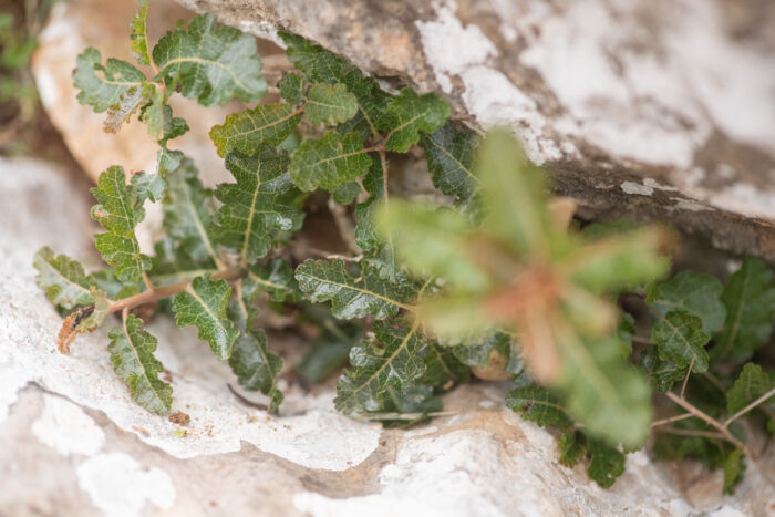 Boswellia nana