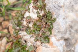 Boswellia nana