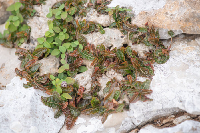 Boswellia nana