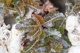 Boswellia nana