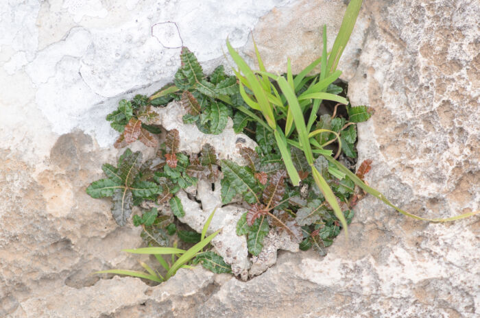 Boswellia nana