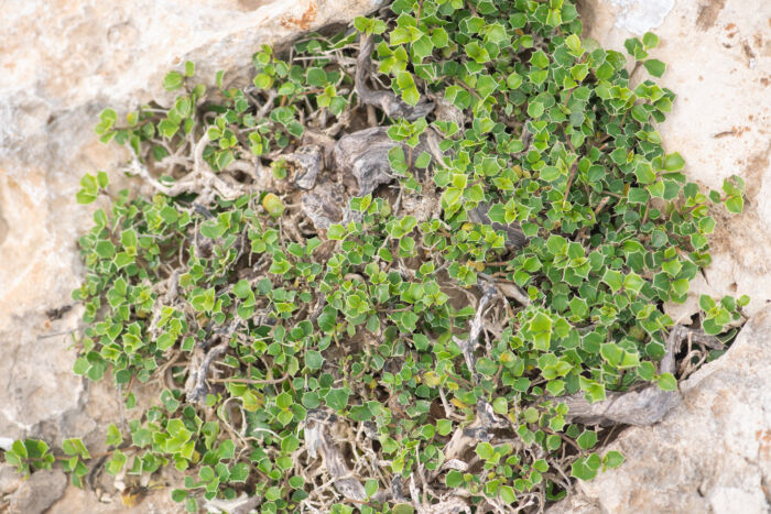 Barleria aculeata