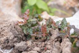 Boswellia nana