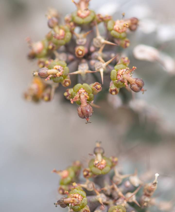 Euphorbia spiralis