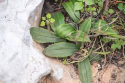 Habenaria socotrana