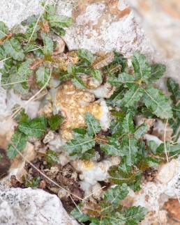 Boswellia nana