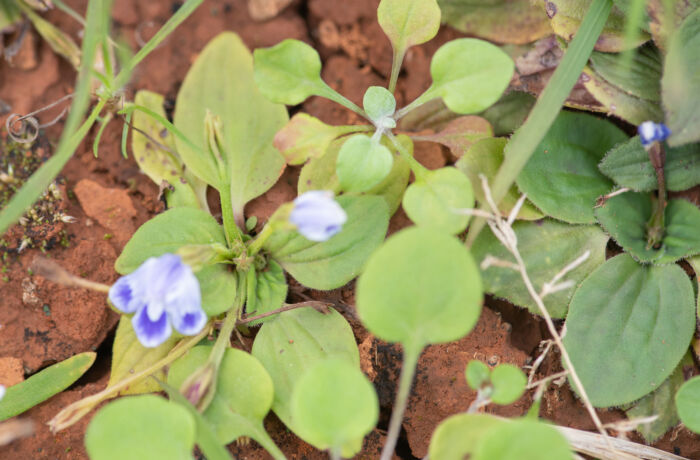 Craterostigma pumilum