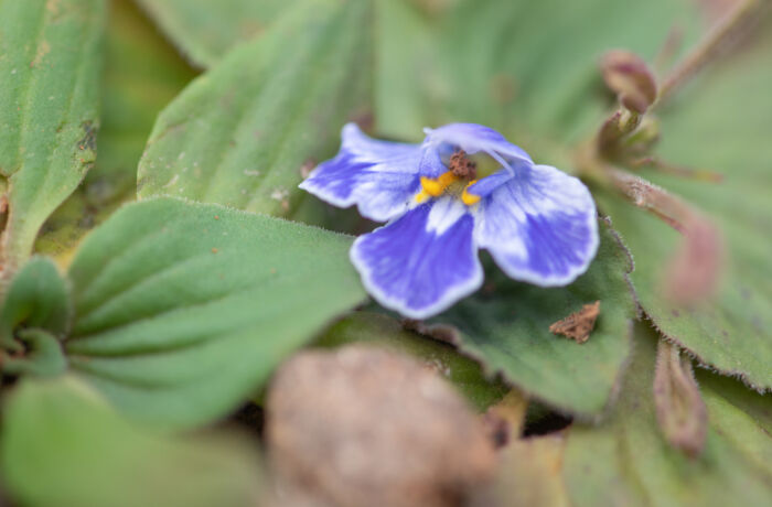 Craterostigma pumilum