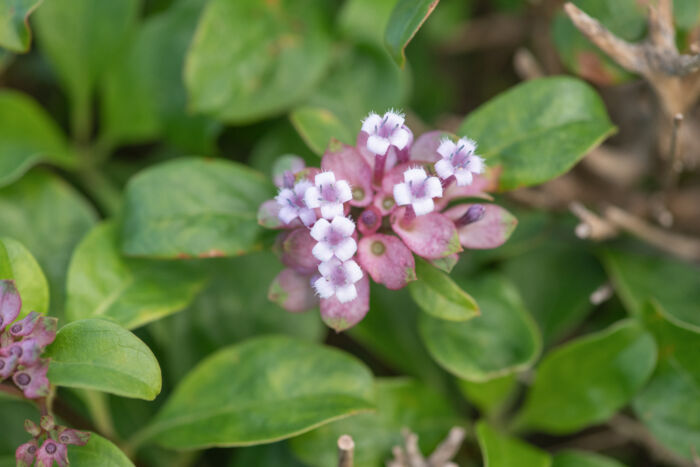 Dirichletia obovata