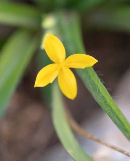 Narrow Stargrass (Hypoxis angustifolia)