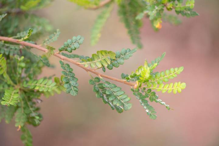 Boswellia socotrana