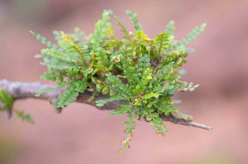 Boswellia socotrana