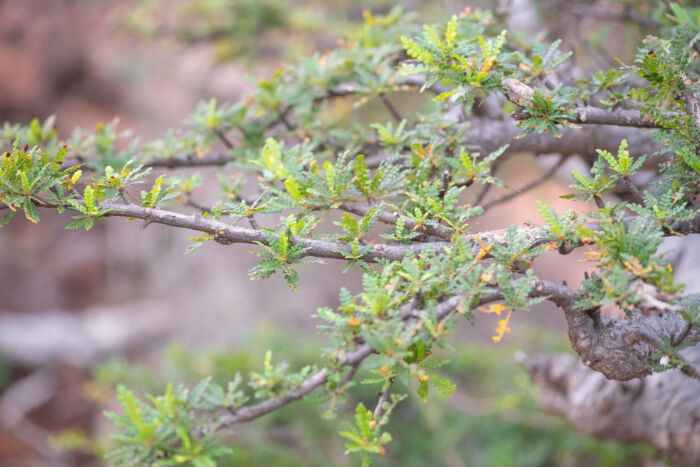 Boswellia socotrana