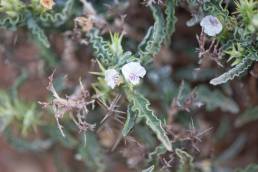 Neuracanthus aculeatus