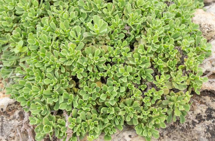 Socotra plant