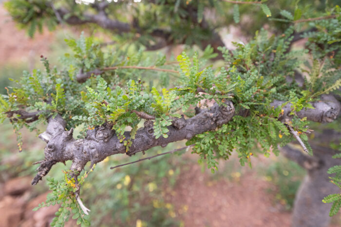 Boswellia socotrana