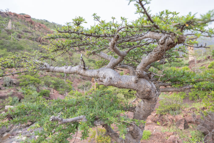 Boswellia socotrana