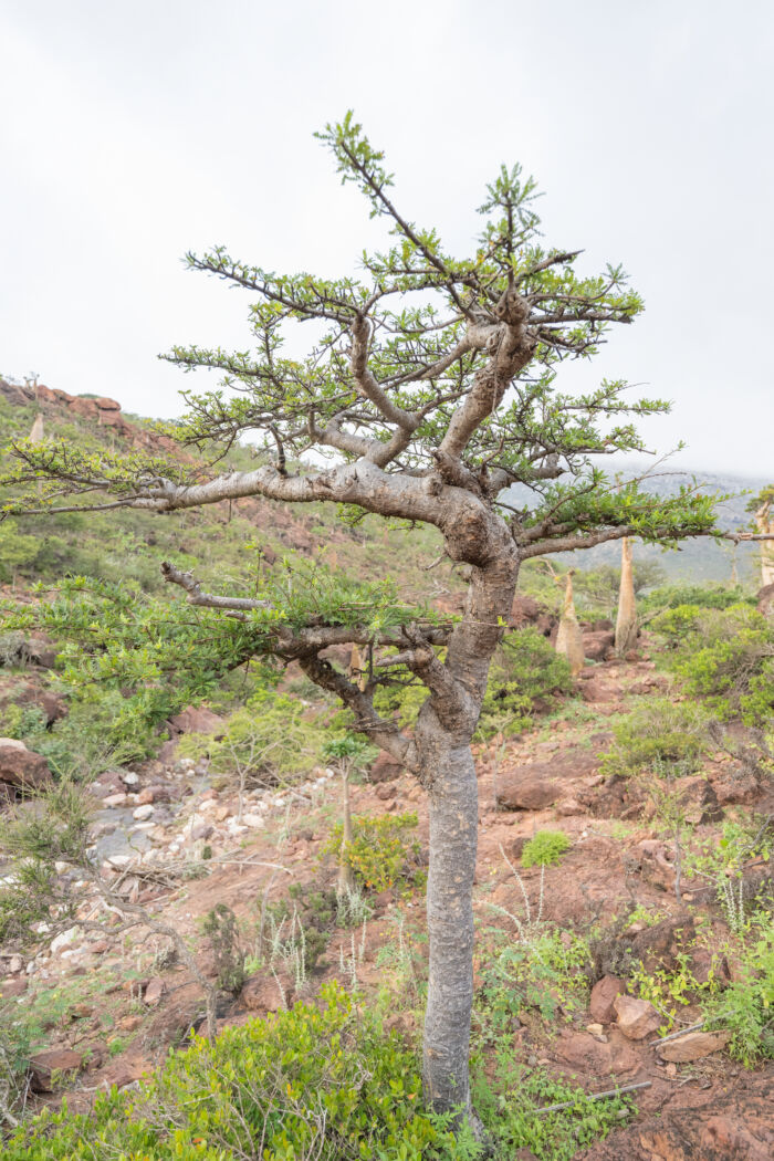 Boswellia socotrana