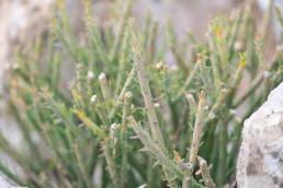 Euphorbia schimperi