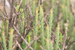 Euphorbia schimperi