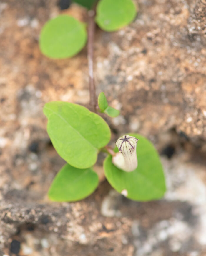 Ceropegia affinis