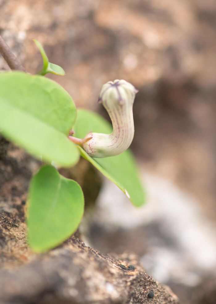 Ceropegia affinis