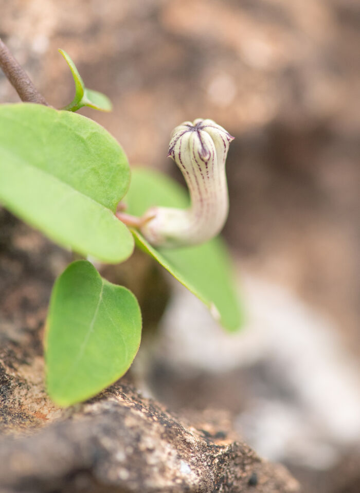 Ceropegia affinis