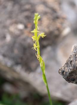 Habenaria socotrana