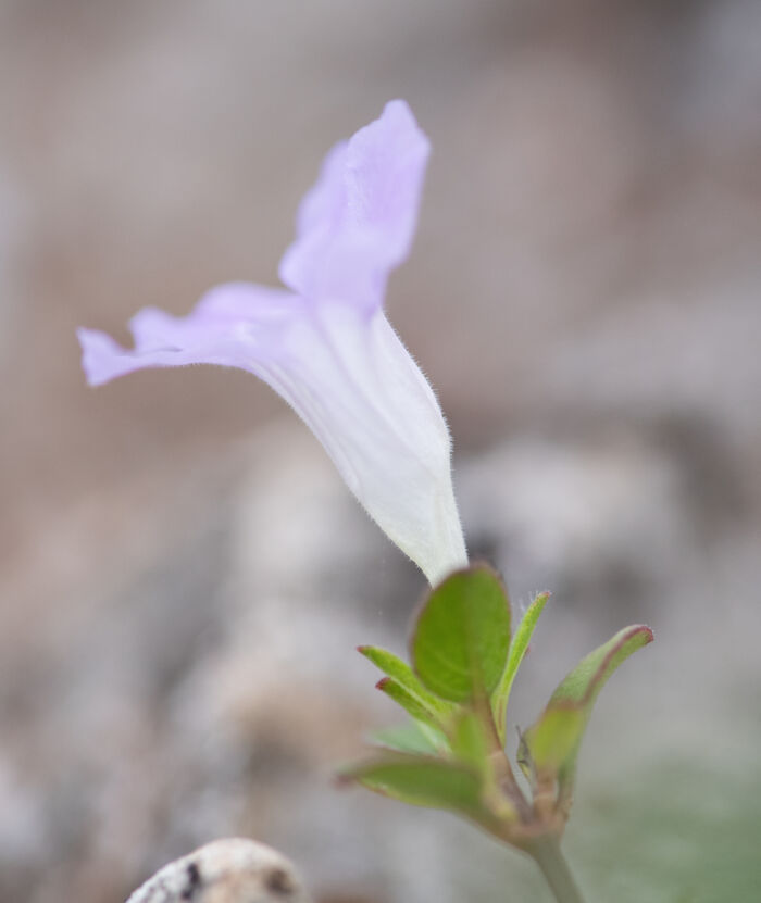 Ruellia paulayana