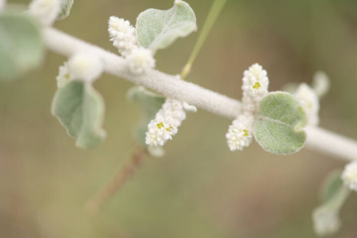 Mountain Knotgrass (Ouret lanata)