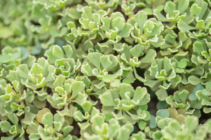 Socotra plant