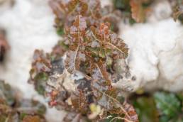 Boswellia nana