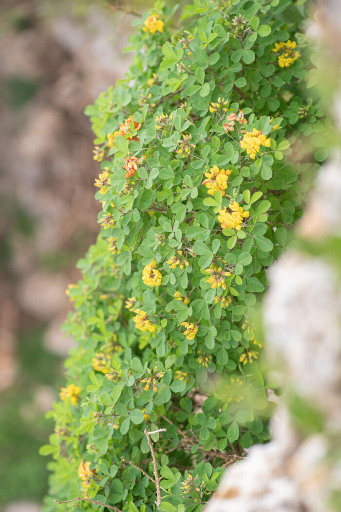 Socotra plant (Fabaceae)