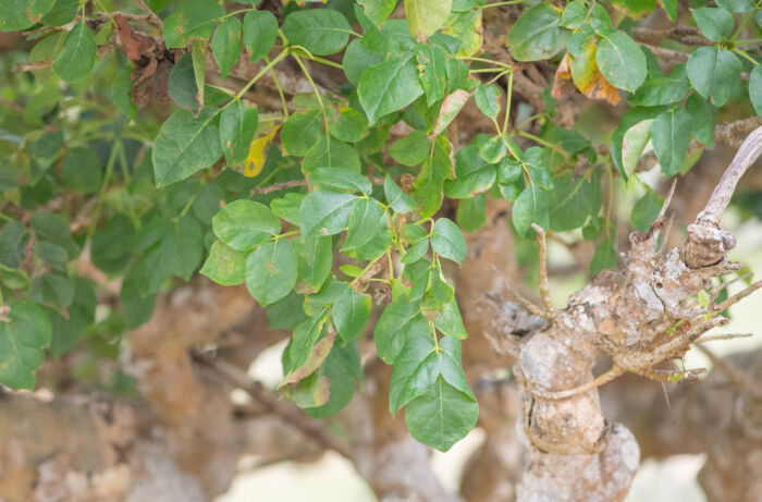 Commiphora ornifolia