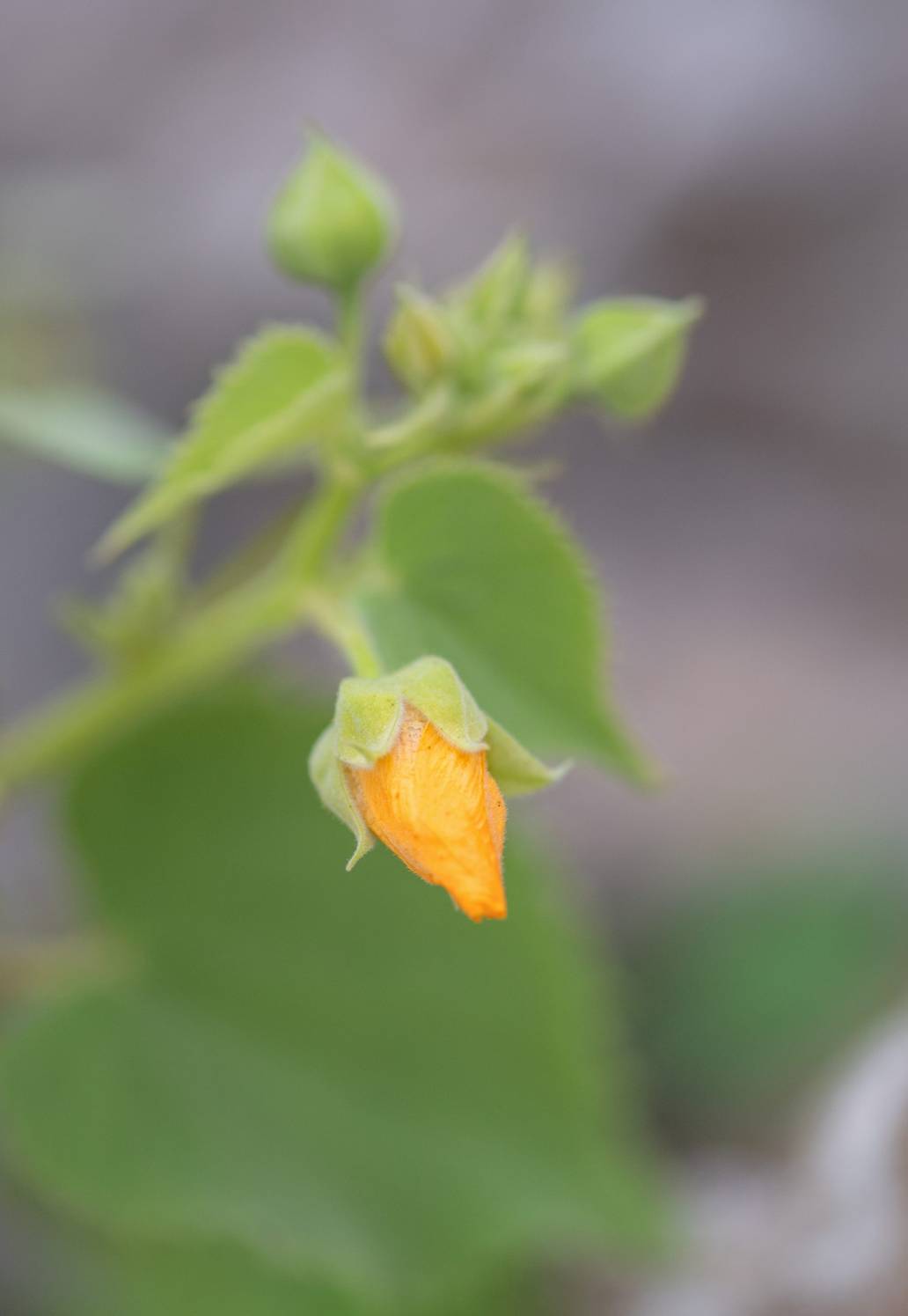 Socotra plant (Malvaceae)